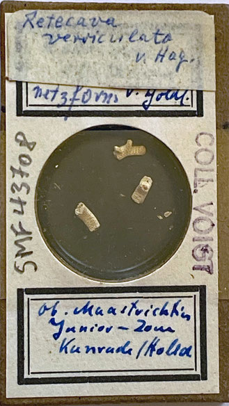Senckenberg, Bryozoa, Bryozoen, Moostierchen, Sammlung Voigt
