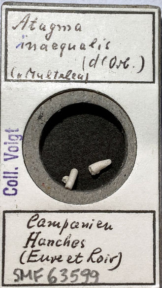 Senckenberg, Bryozoa, Bryozoen, Moostierchen, Sammlung Voigt