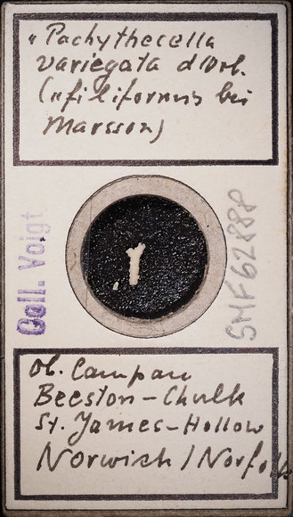 Senckenberg, Bryozoa, Bryozoen, Moostierchen, Sammlung Voigt