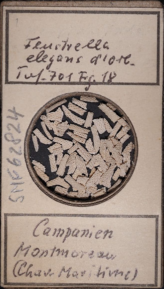 Senckenberg, Bryozoa, Bryozoen, Moostierchen, Sammlung Voigt