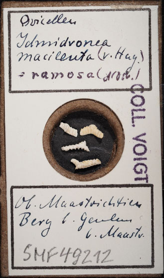 Senckenberg, Bryozoa, Bryozoen, Moostierchen, Sammlung Voigt