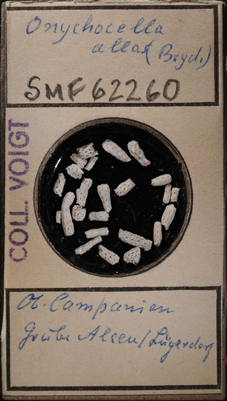 Senckenberg, Bryozoa, Bryozoen, Moostierchen, Sammlung Voigt