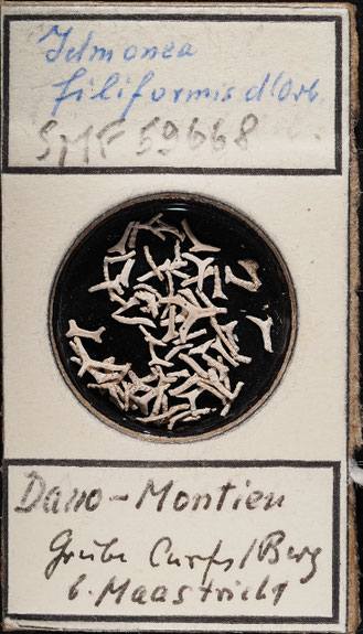 Senckenberg, Bryozoa, Bryozoen, Moostierchen, Sammlung Voigt