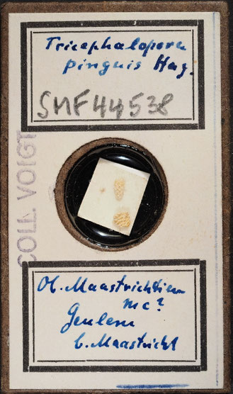 Senckenberg, Bryozoa, Bryozoen, Moostierchen, Sammlung Voigt