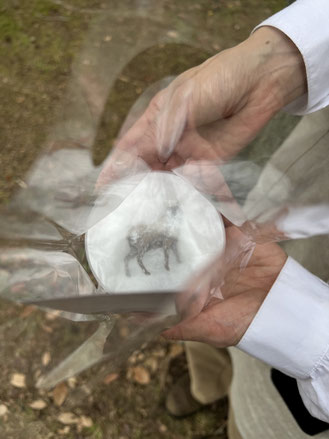 窓の庭さんで購入した動物のブローチ、ラッピングの仕方が可愛い