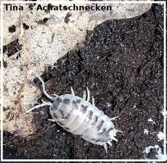 https://www.tinas-achatschnecken.de/