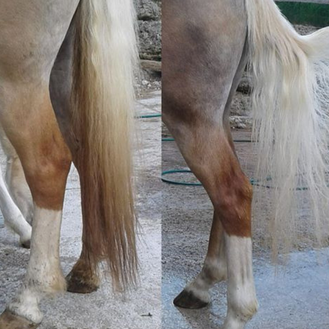 Vor dem Waschen und nach dem Waschen mit dem CXEVALO Shampoo