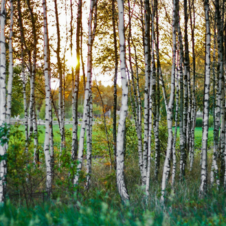 Birkenbäume im Sonnenlicht.