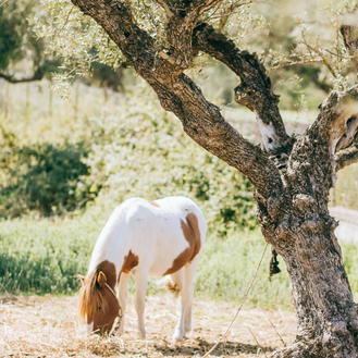 Pony unter Olivenbaum