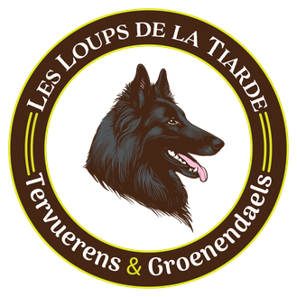 élevage professionnel, Bergers Belges, Tervueren, Groenendael, chiens équilibrés, installations élevage