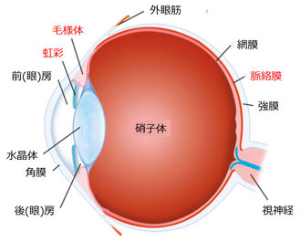 眼の解剖