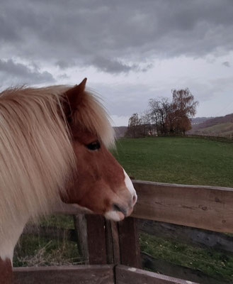 Islandpferd Helgi steht im Abendlicht an einer Begrenzung und guckt verträumt in die Gegend. Er sieht beinahe nachdenklich aus, genauso wie seine Reiterin sich fühlt