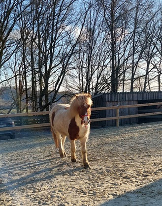 Islandpferd Helgi, ein Fuchsschecke, steht im Abendlicht auf einem Sandplatz und guckt mit skeptischem Blick in Richtung Kamera