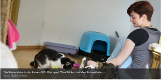   Die Kinderstube in der Katzen-WG. Hier spielt Tina Rückert mit den Katzenkindern. Foto:  Heiko Rebsch