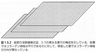 肢節の深筋膜模式図