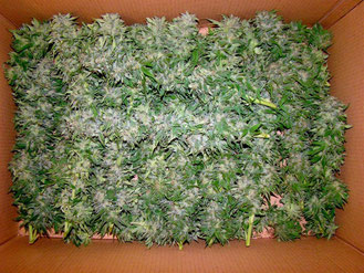 Hanf (Cannabis) Blüten zum trocknen im Karton (Schachtel)