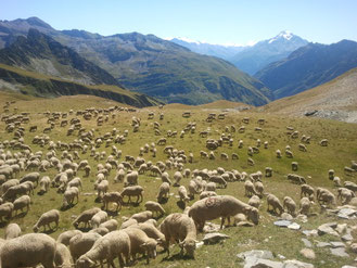 Alpage en Savoie