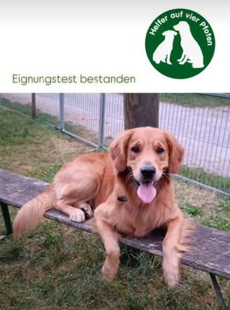 Golden Retriever Meo liegt mit herausgestreckter Zunge auf einer Holzbank im Freien, darüber Text 'Eignungstest bestanden' und rundes Logo mit zwei Hunden und Schrift 'Helfer auf vier Pfoten'