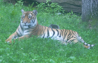 You've got a date with a Tiger at the Bronx Zoo