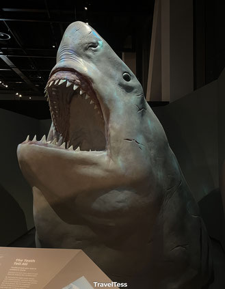 Grootste haai ter wereld