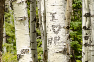 5 ans de Mariage : Graver ces initiales sur un arbre