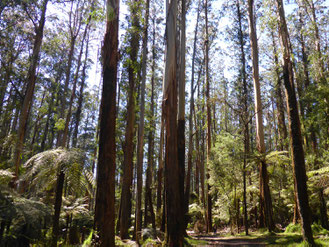 On a track in Sherbrooke Forest in Victoria, Australia