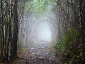 A foggy path on Kunanyi/Mt Wellington