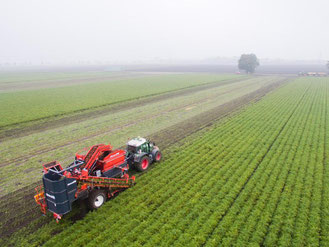 Ein Landwirt in Niedersachsen bei der Ernte von Bio-Möhren. Foto: Julian Stratenschulte