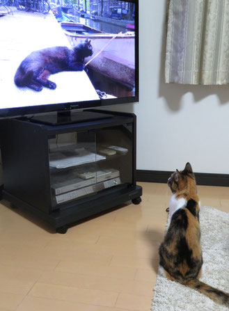 テレビ鑑賞中のミミ