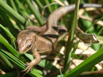 Zootoca vivipara, Pyrénées centrales (photo Ugo)