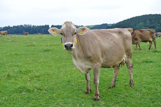 Foto einer Kuh von unterwegs