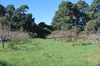 Kleine Plantage mit Apfelbäumen