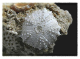 Murravechinus paucituberculatus (Mioceno)