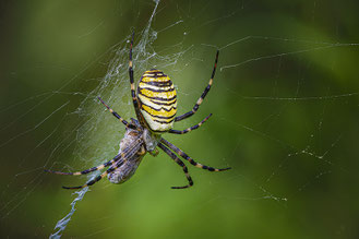 Foto: Manfred Lendle