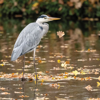 Foto: Peter Liebthal