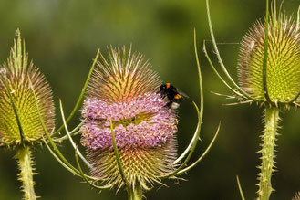 Hummelmonitoring Hummel Hummeln MONVIA NABU Düren