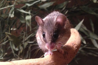 Zwergstachelmaus (Acomys spinosissimus)