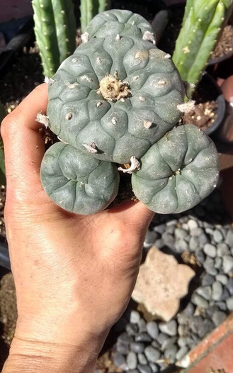 Peyote(ペヨーテ)