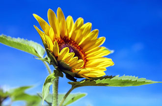 Sonnenblume im September beim Herzsitz-Intensiv-Tag