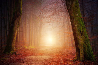 Winterliche Allee im Wald mit Licht