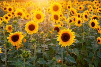 Sonnenblumen beim Herzsitz-Intensiv-Tag September