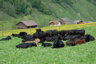 Unser Herde im Frühjahr, friedlich auf der Weide