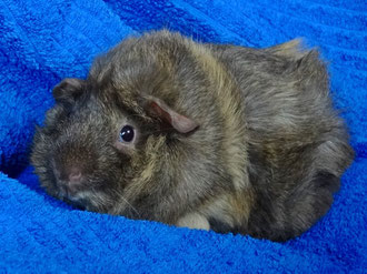 Sirenchen Fridolin Nikolaus