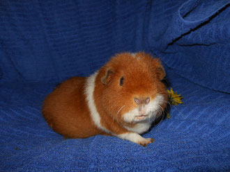 Die freche Maus Josi