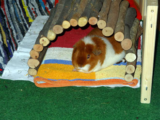 Unsere Josi "Kleinschweinchen" *kichermuig*