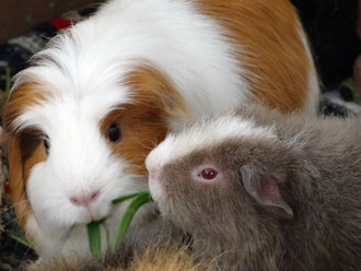 Prinzessin Isi und Wendi