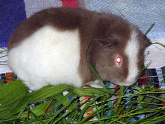 Sonnenscheinchen Wendi