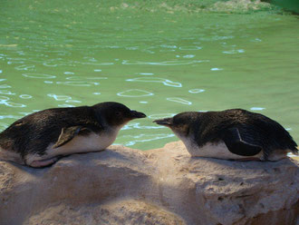 Deux pingouins alongés qui se regardent