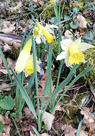 Die Jonquilles im Wald von Plottes