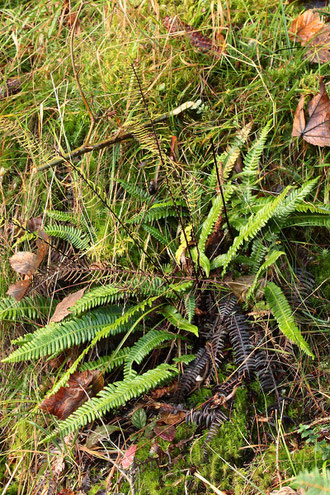 Gewöhnlicher Rippenfarn - Blechnum spicant (G. Franke)